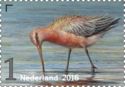Bar-Tailed Godwit (Limosa lapponica)