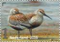 Dunlin Calidris alpina 