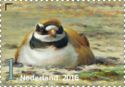Ringed Plover (Charadrius hiaticula)