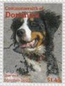 Bernese Mountain Dog (Canis lupus familiaris)