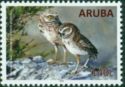Burrowing Owl (Athene cunicularia arubensis)