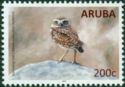Burrowing Owl (Athene cunicularia arubensis)
