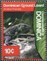 Dominican Ground Lizard (Ameiva fuscata)