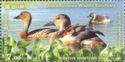 Fulvous Whistling-duck (Dendrocygna bicolor)