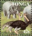 Asian Elephant (Elephas maximus), Ostrich (Struthio camelus)