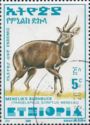 Menelik's Bushbuck (Tragelaphus scriptus meneliki)