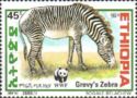 Grevy’s Zebra (Equus grevyi)