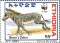 Grevy’s Zebra (Equus grevyi)