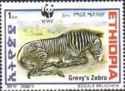 Grevy’s Zebra (Equus grevyi)