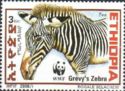 Grevy’s Zebra (Equus grevyi)