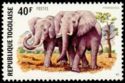 African Elephant (Loxodonta africana)