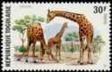 Giraffe (Giraffa camelopardalis)