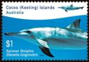 Spinner Dolphin (Stenella longirostris)