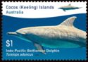 Indo-Pacific Bottlenose Dolphin (Tursiops aduncus)