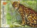 Ocelot (Leopardus pardalis)