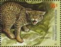 Mountain Cat (Felis geoffroyi)