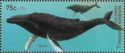 Humpback Whale (Megaptera novaeangliae),