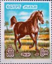 Arabian Horse (Equus ferus caballus)