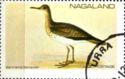 Bartram's Sandpiper (Bartramia longicauda)