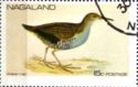 Waterrail (Rallus aquaticus)