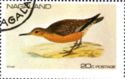 Red Knot (Calidris canutus)