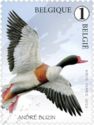 Shelduck (Tadorna tadorna)