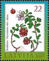Red Bilberry (Vaccinium vitis-idaea)