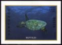 Green Sea Turtle (Chelonia mydas)