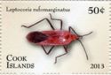 Red Bug (Leptocoris rufomarginatus)