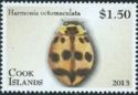 Three-banded Ladybird (Harmonia octomaculata)