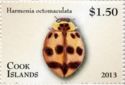 Three-banded Ladybird (Harmonia octomaculata)