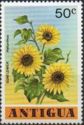 Sunflower (Helianthus annuus)