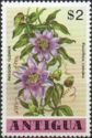 Passion Flower (Passiflora caerulea)