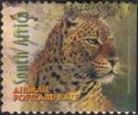 Leopard (Panthera pardus)