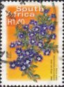 Karoo Violet (Aptosimum procumbens)