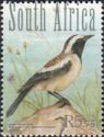 Buff-streaked Chat (Oenanthe bifasciata)