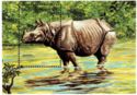 Indian Rhinoceros (Rhinoceros unicornis)