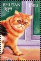 Exotic Shorthair (Felis silvestris catus)