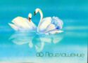 Invitations. Swans
