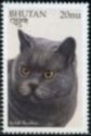 British Shorthair (Felis silvestris catus)