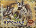 Bat-eared Fox (Otocyon megalotis) 