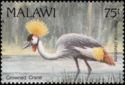 Grey Crowned Crane (Balearica regulorum)