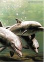 Dolphins (2000), acrylics mural, 150x280cm