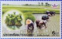 Rice Cultivation