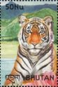 Bengal Tiger (Panthera tigris tigris)