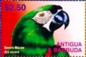 Severe Macaw (Ara severa) 