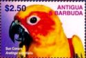 Sun Conure (Aratinga solstitialis)