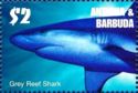 Grey Reef Shark (Carcharhinus amblyrhynchos)