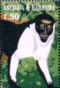 Diana Monkey (Cercopithecus diana)