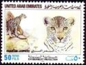 Arabian Leopard (Panthera pardus nimr)
